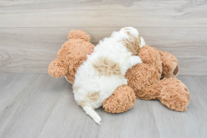 Meet Gary - our Cockapoo Puppy Photo 2/3 - Premier Pups