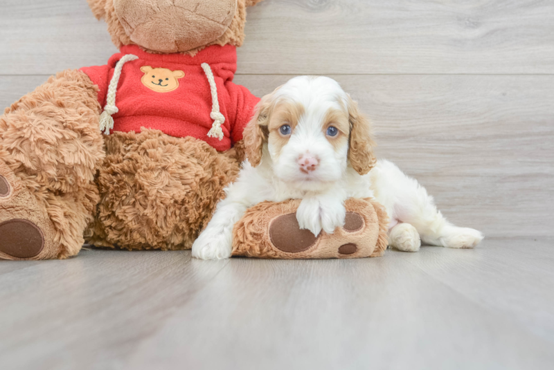 Meet Gary - our Cockapoo Puppy Photo 3/3 - Premier Pups