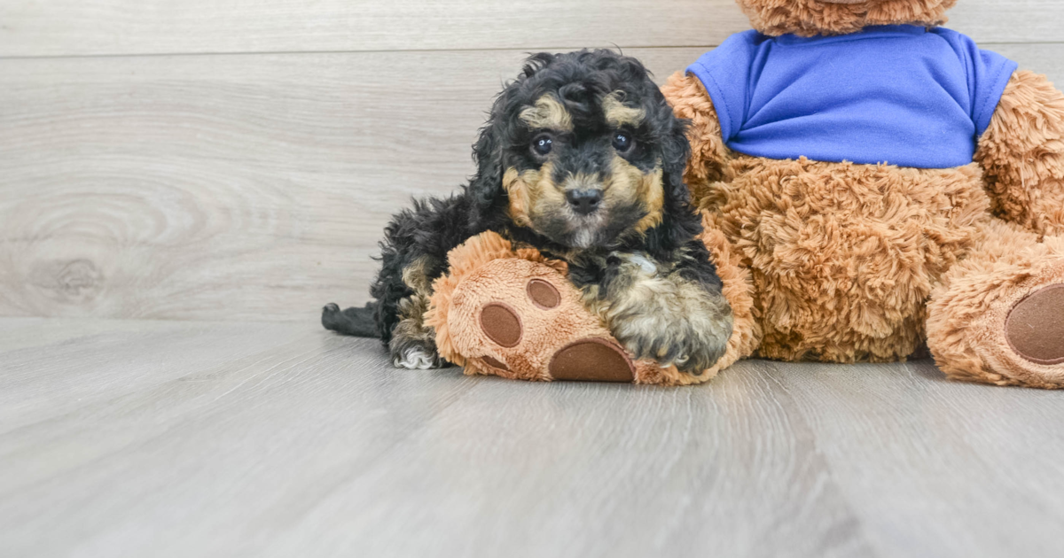 Sweet Cockapoo Gary: 3lb 14oz Doodle Puppy