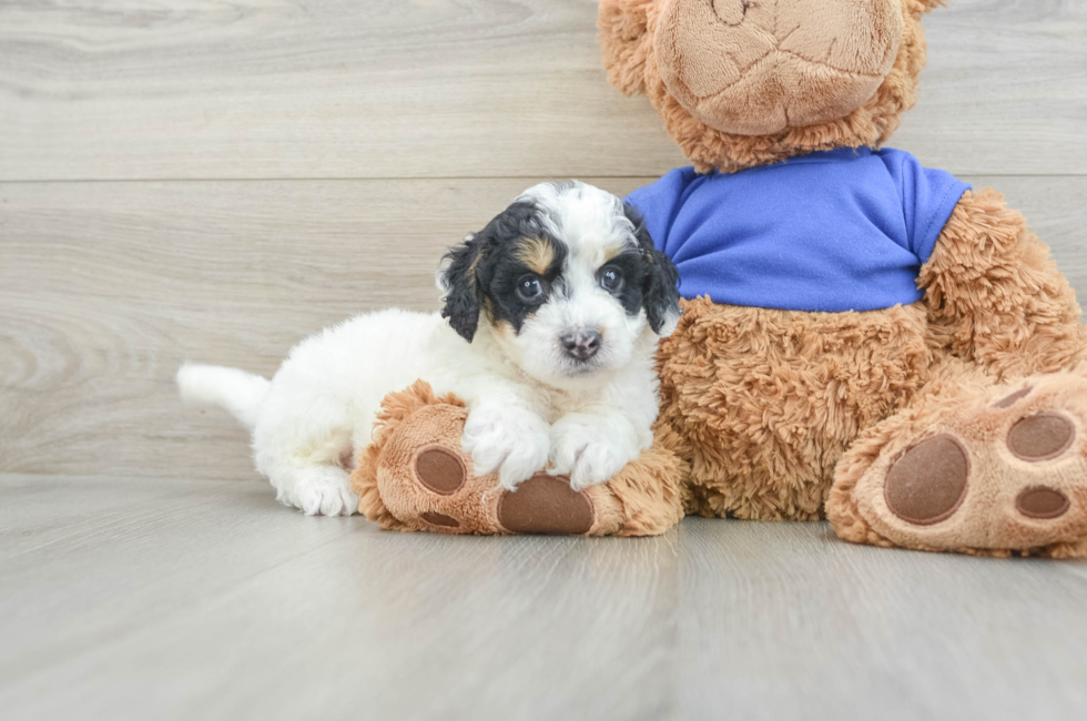 7 week old Cockapoo Puppy For Sale - Premier Pups