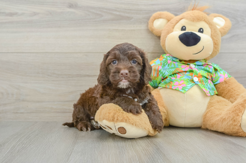 5 week old Cockapoo Puppy For Sale - Premier Pups