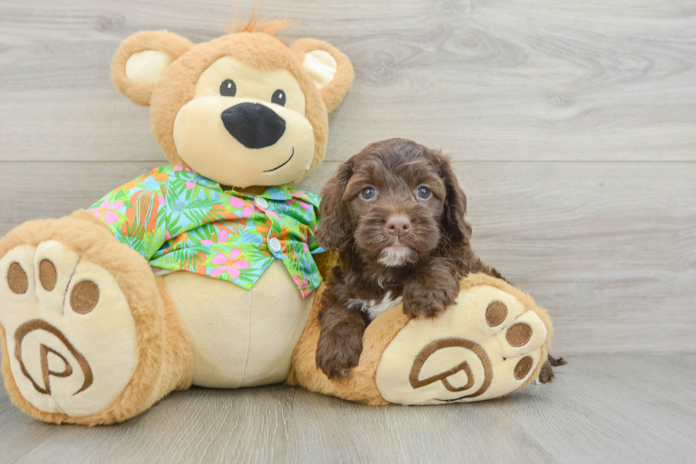 Little Cocker Doodle Poodle Mix Puppy