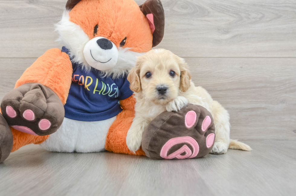 5 week old Cockapoo Puppy For Sale - Premier Pups