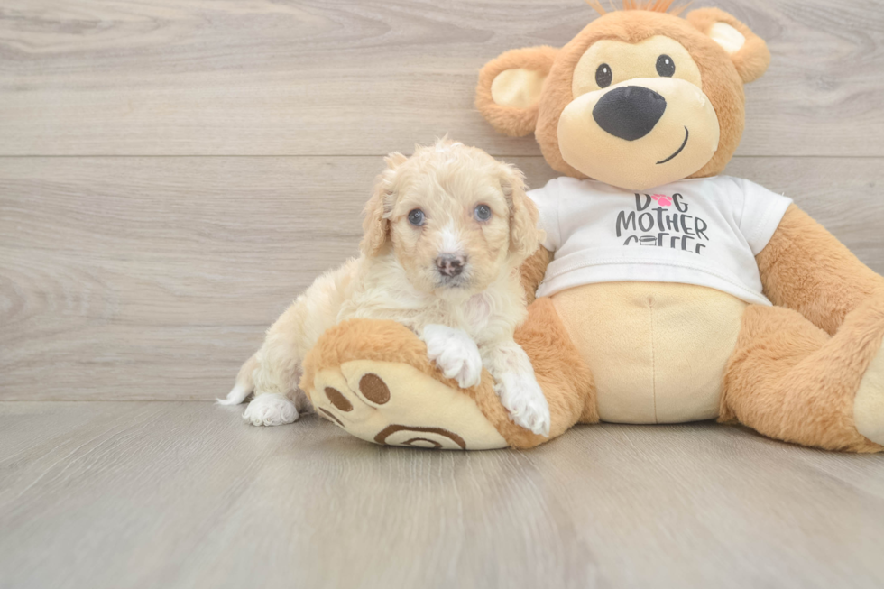 Cute Cockapoo Baby