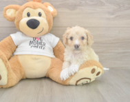 5 week old Cockapoo Puppy For Sale - Premier Pups