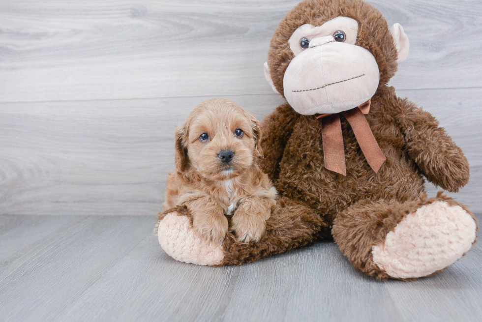 Best Cockapoo Baby