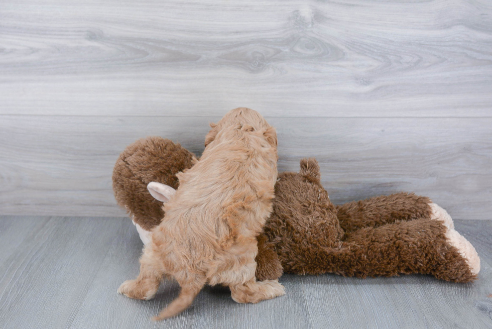 Cockapoo Pup Being Cute