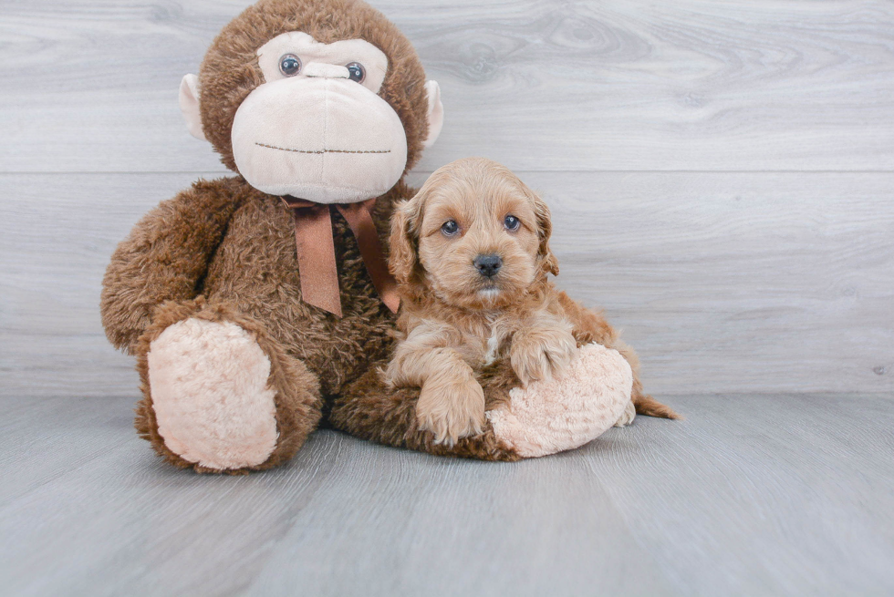 Cockapoo Puppy for Adoption