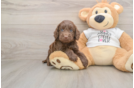 Cockapoo Pup Being Cute