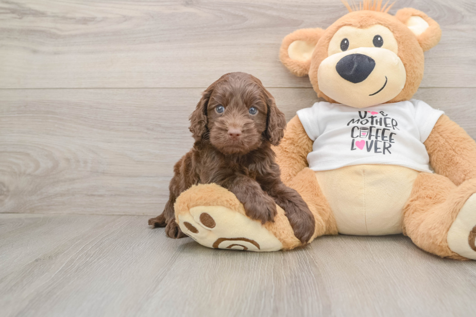 Cockapoo Pup Being Cute