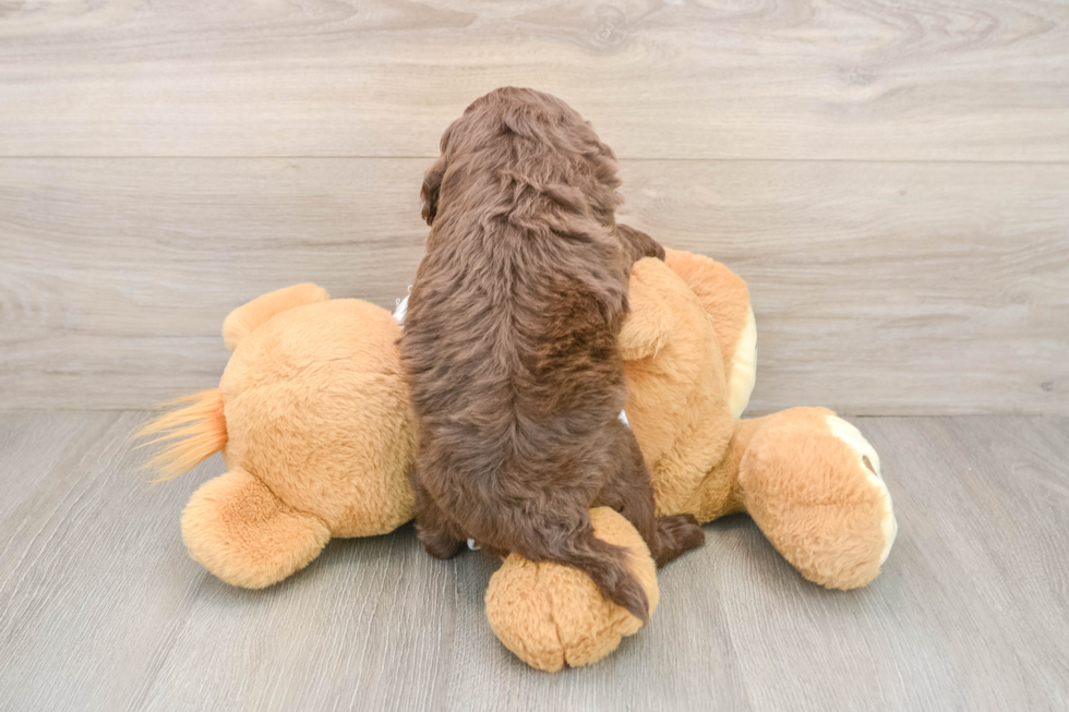 Cockapoo Pup Being Cute