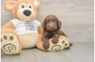 Popular Cockapoo Poodle Mix Pup