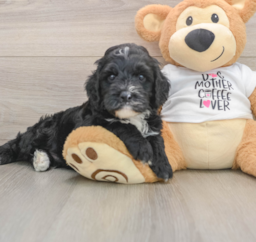 5 week old Cockapoo Puppy For Sale - Premier Pups
