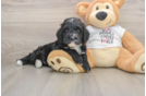Playful Cocker Doodle Poodle Mix Puppy