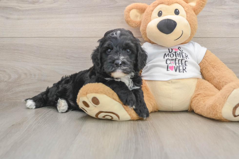 Playful Cocker Doodle Poodle Mix Puppy