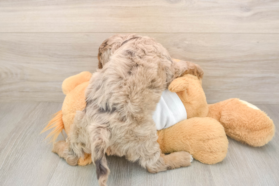 Cockapoo Puppy for Adoption