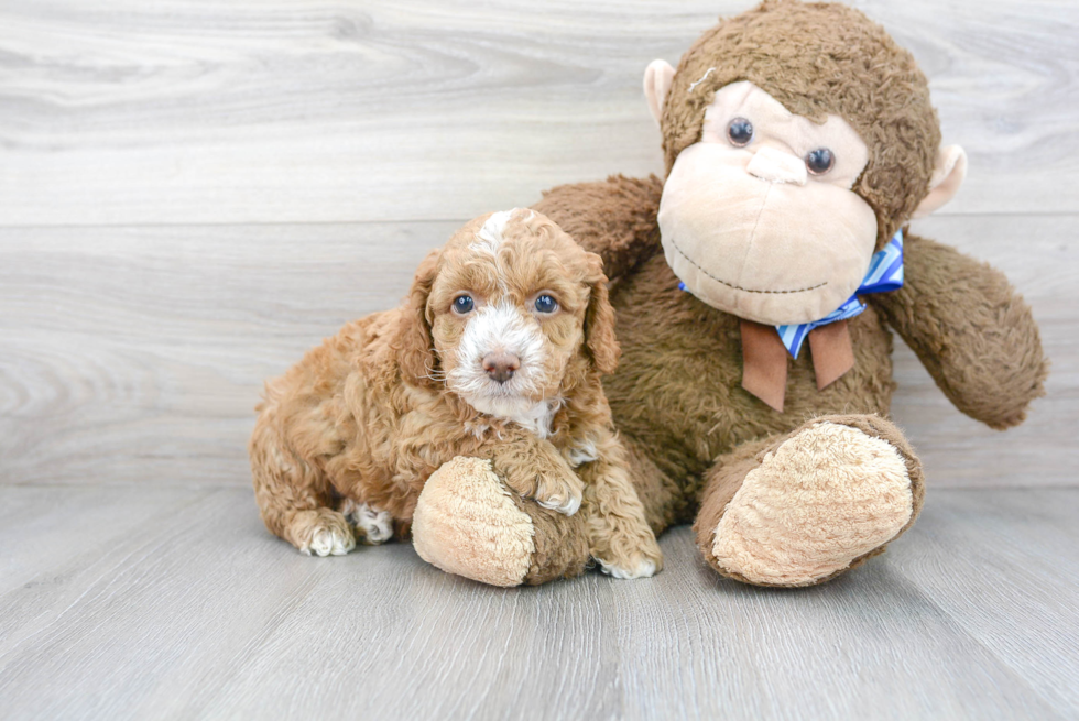 Cockapoo Pup Being Cute