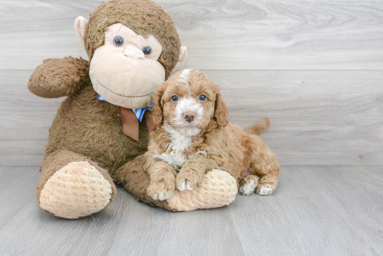 Happy Cockapoo Baby