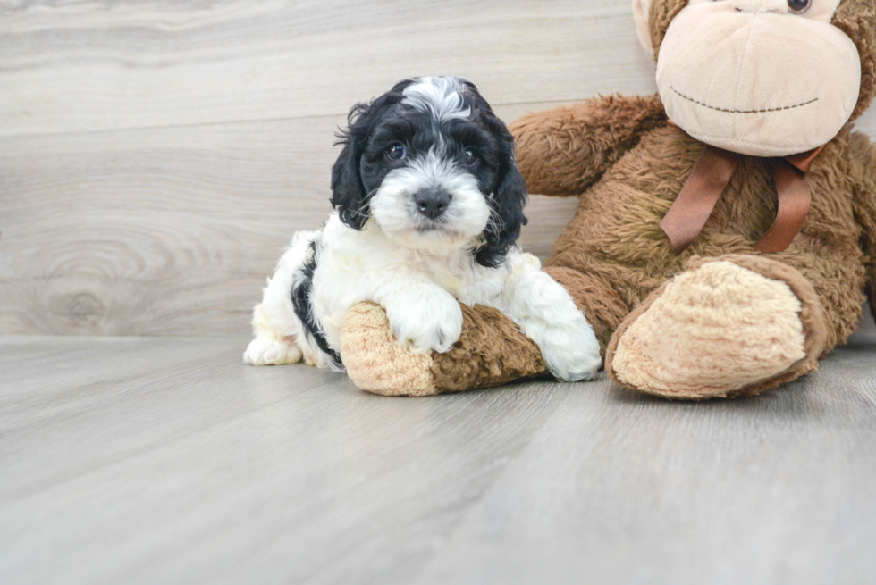 Cockapoo Pup Being Cute