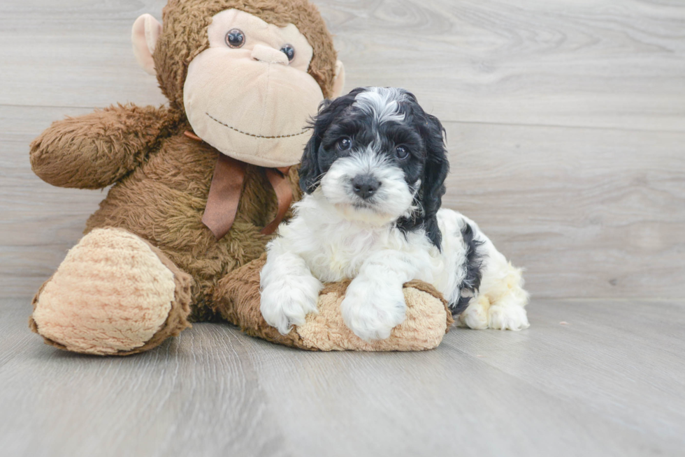 Cute Cockapoo Baby