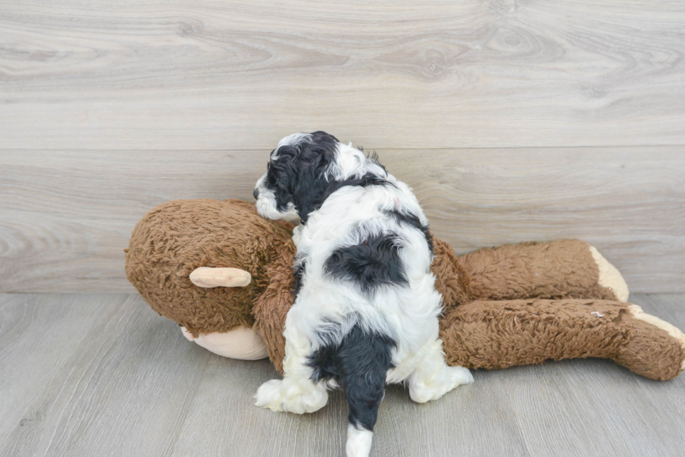 Best Cockapoo Baby