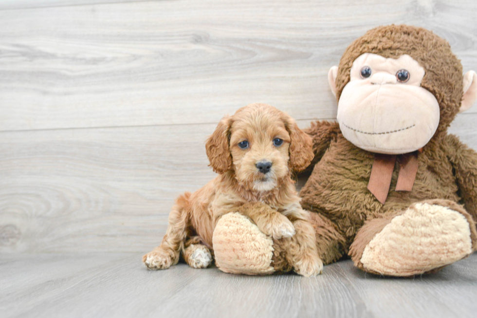 Cockapoo Pup Being Cute