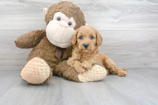 Hypoallergenic Cockerpoo Poodle Mix Puppy