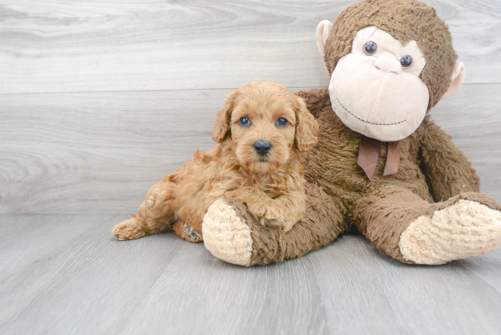 Cute Cockapoo Baby