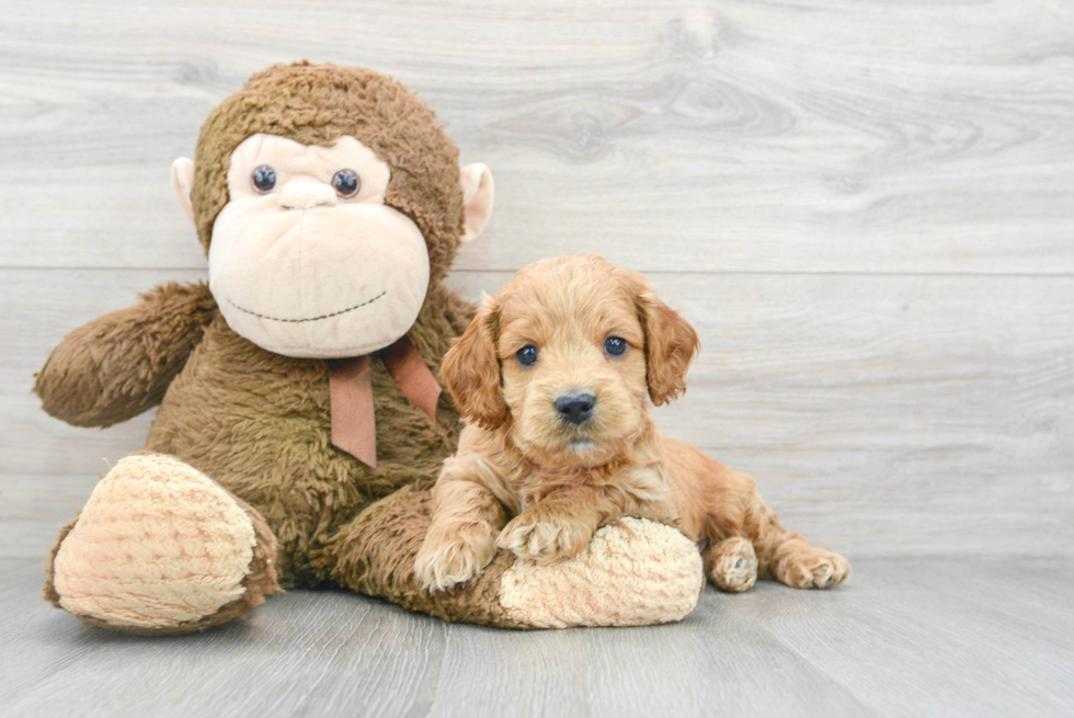 Cockapoo Pup Being Cute