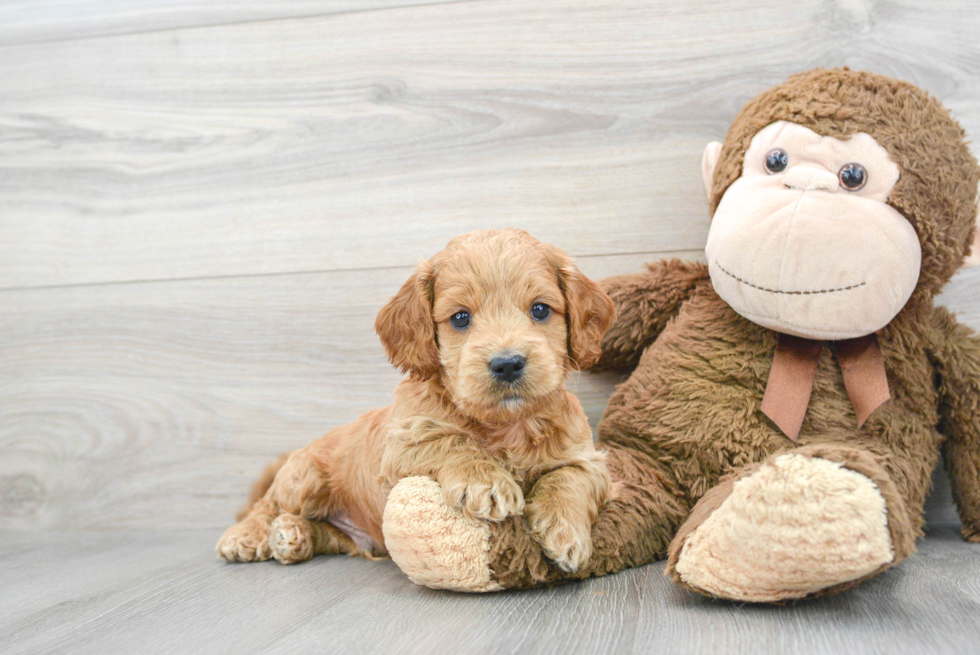 Playful Cockerpoo Poodle Mix Puppy