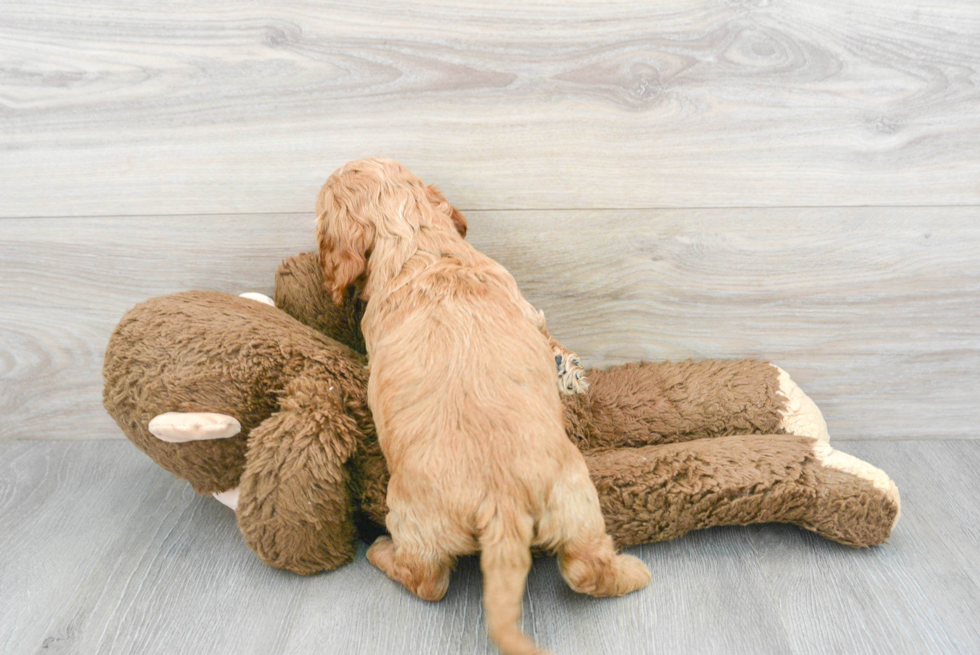 Cockapoo Pup Being Cute