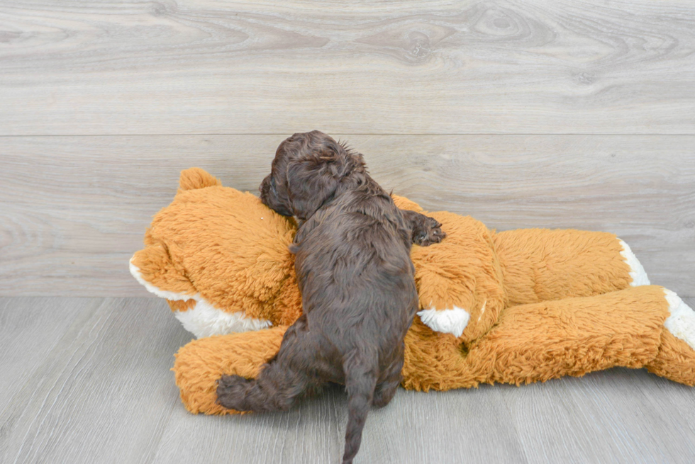 Little Cockerpoo Poodle Mix Puppy