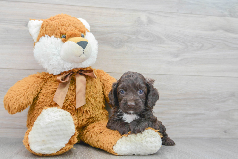 Little Cockerpoo Poodle Mix Puppy