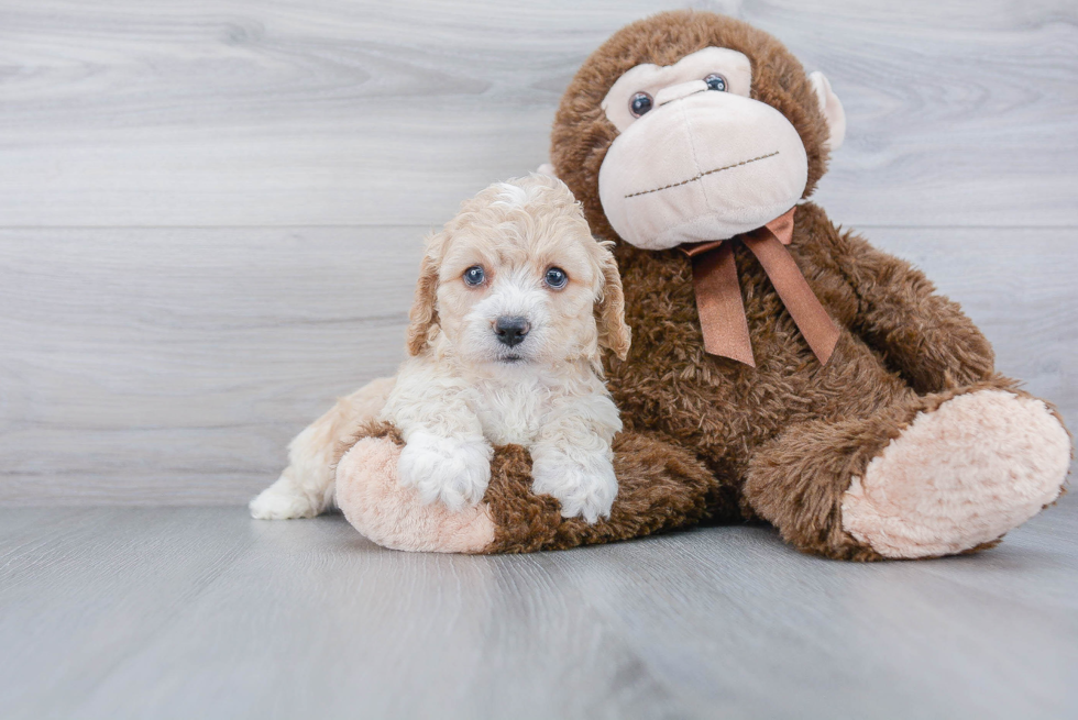 Cockapoo Pup Being Cute