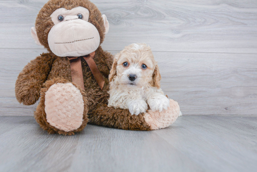 Sweet Cockapoo Baby