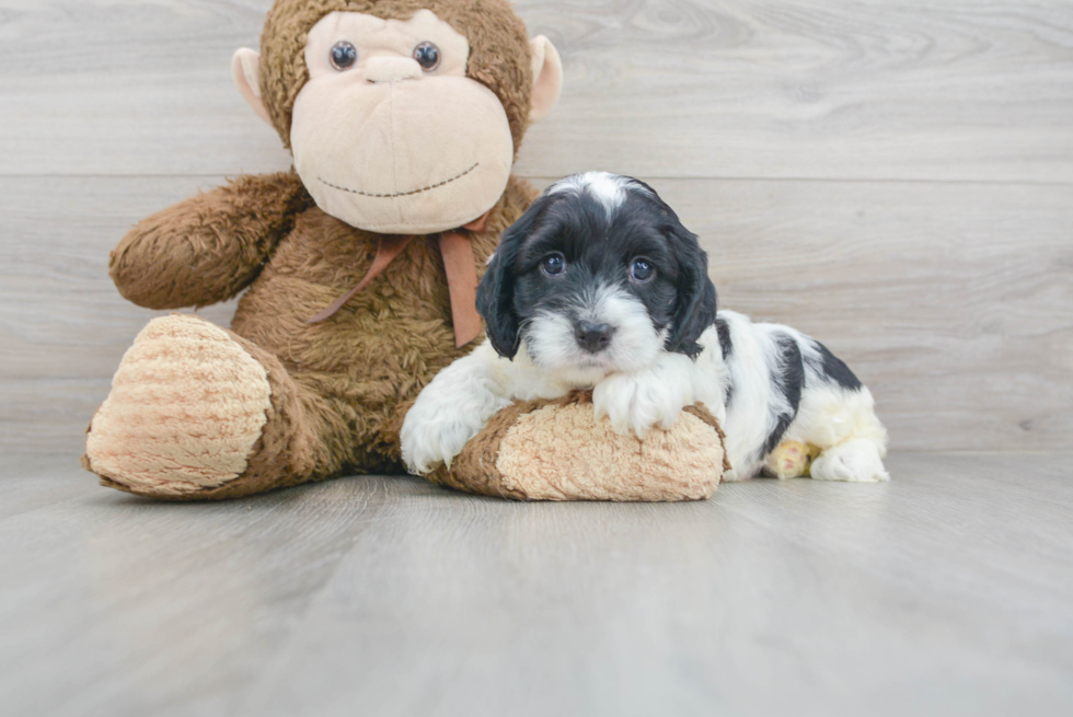 Cockapoo Puppy for Adoption