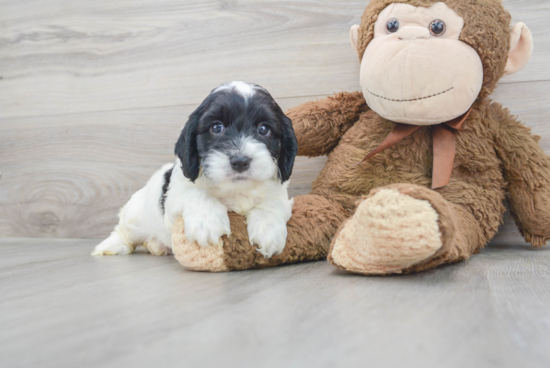 Cockapoo Puppy for Adoption