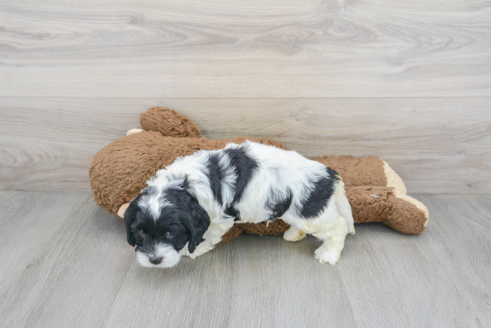 Hypoallergenic Cockerpoo Poodle Mix Puppy