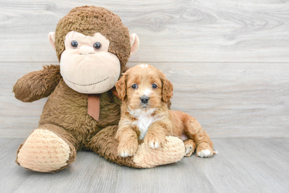 Cockapoo Pup Being Cute