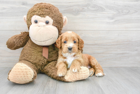 Cockapoo Pup Being Cute