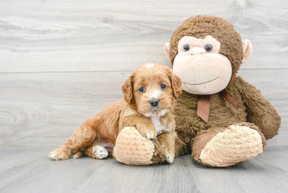 Cockapoo Pup Being Cute