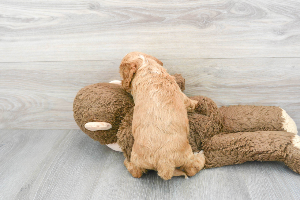 Cockapoo Pup Being Cute