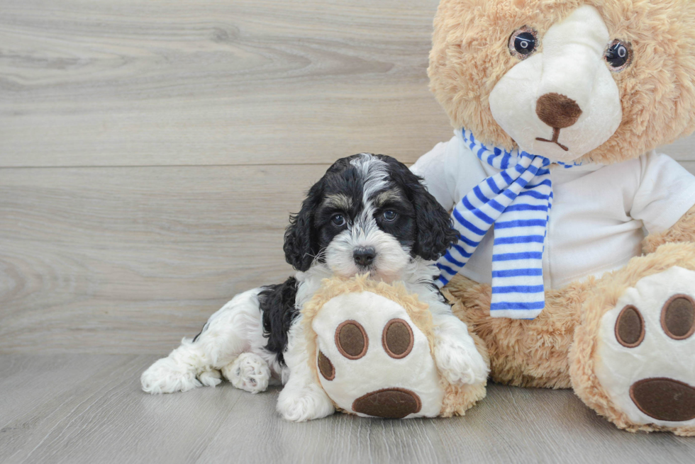 Best Cockapoo Baby