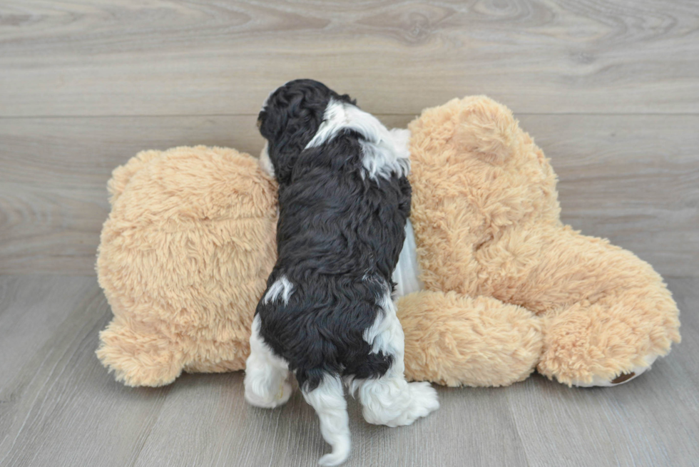 Hypoallergenic Cockerpoo Poodle Mix Puppy