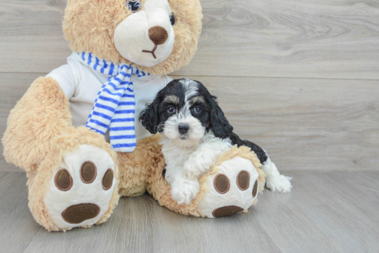 Happy Cockapoo Baby