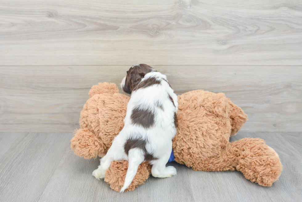 Cockapoo Pup Being Cute