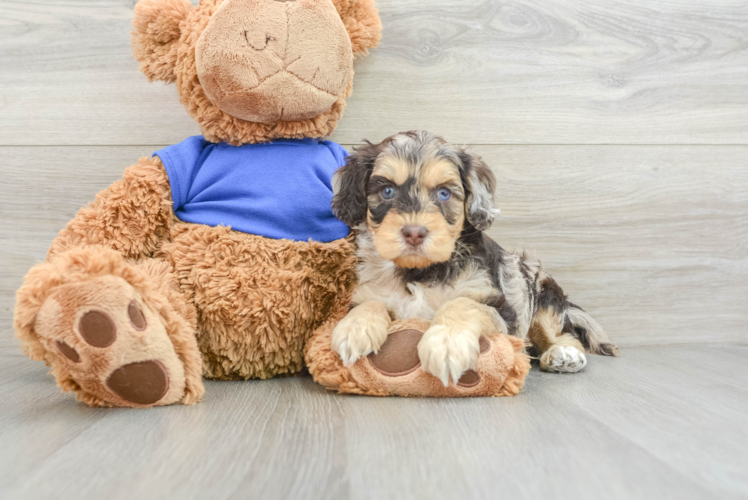 Cockapoo Pup Being Cute