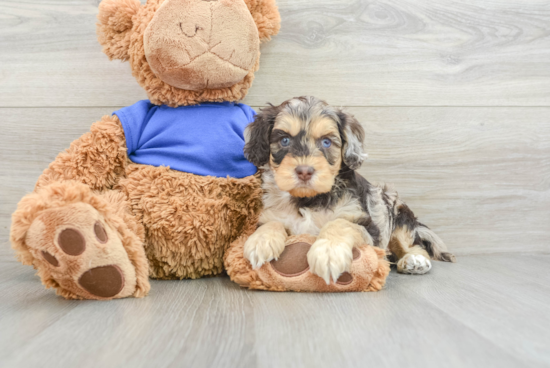 Cockapoo Pup Being Cute