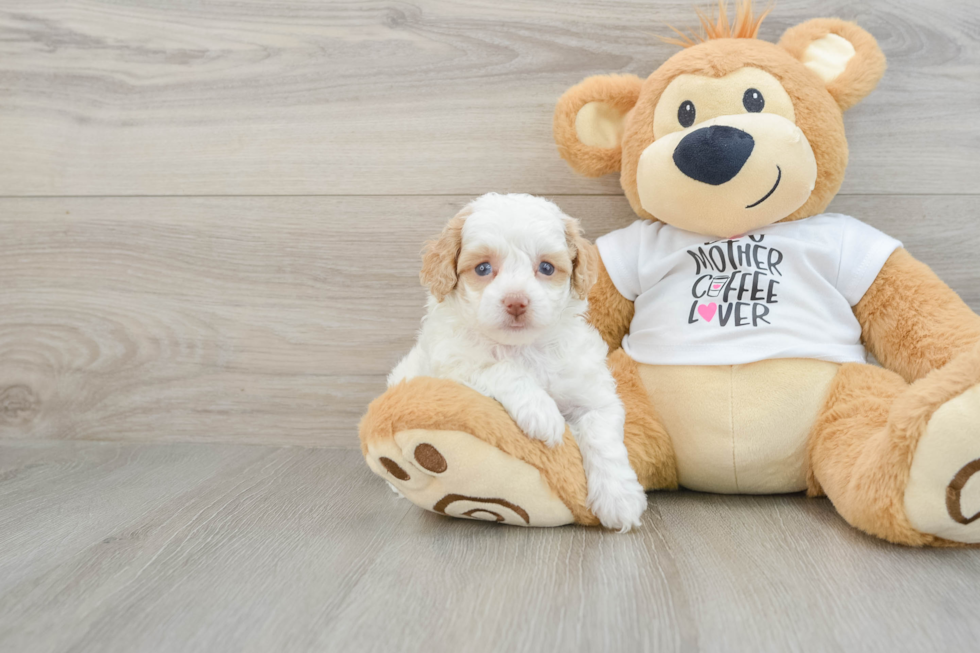 Fluffy Cockapoo Poodle Mix Pup