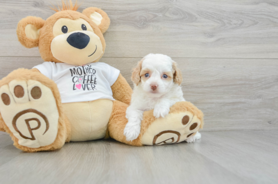 Small Cockapoo Baby